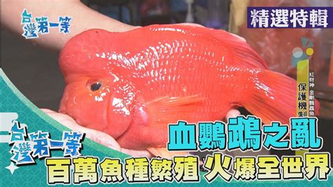 土五行字 財神鸚鵡魚